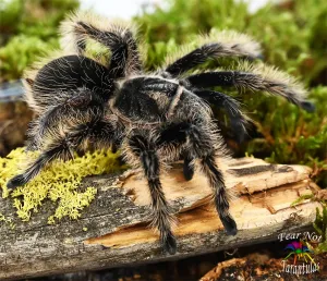 Tliltocatl albopilosus (NICARAGUAN Curly Hair Tarantula) About 1/2" - 3/4"